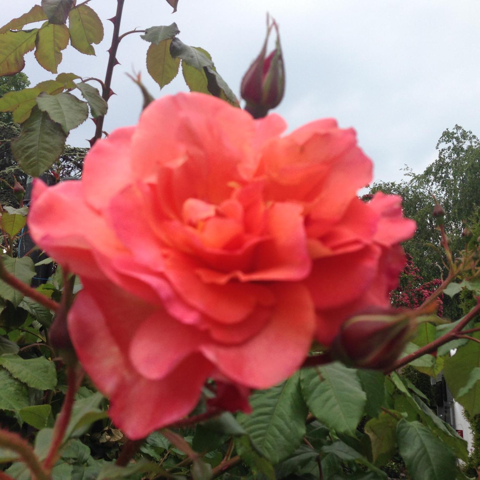Rosengarten *